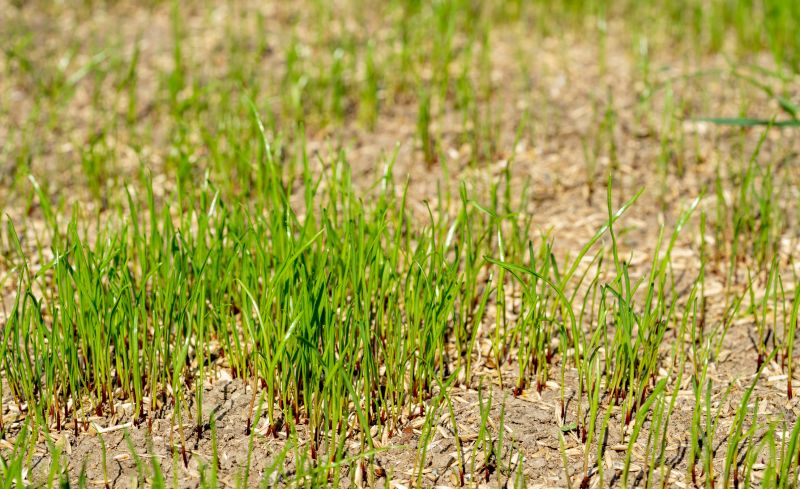 Commercial Lawn Care