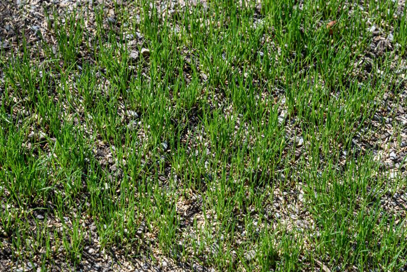 Grass Seed Installation in Honolulu, HI
