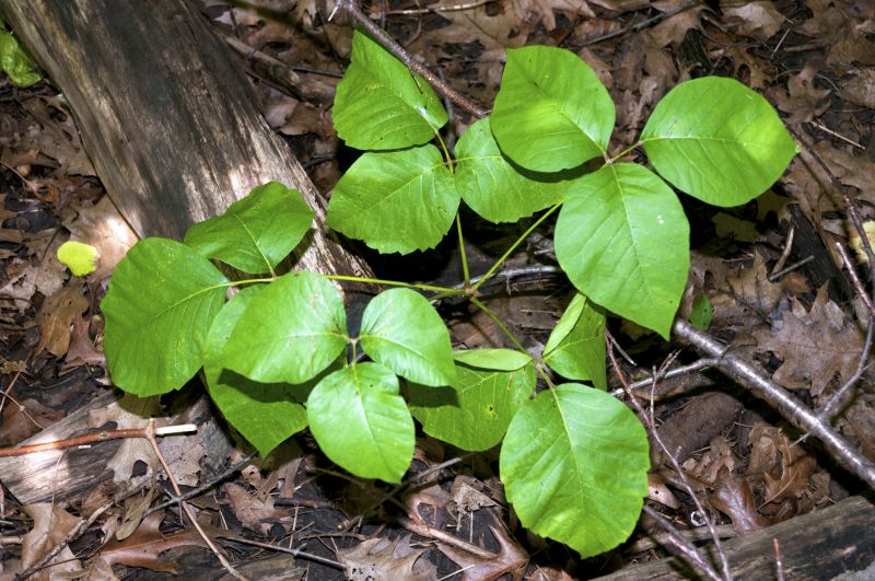 Poison Ivy Removal in Newark, DE