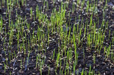 Turf Seeding in Honolulu, HI
